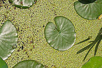 《勇者斗恶龙10》最新情报 新世界地图以及角色公开